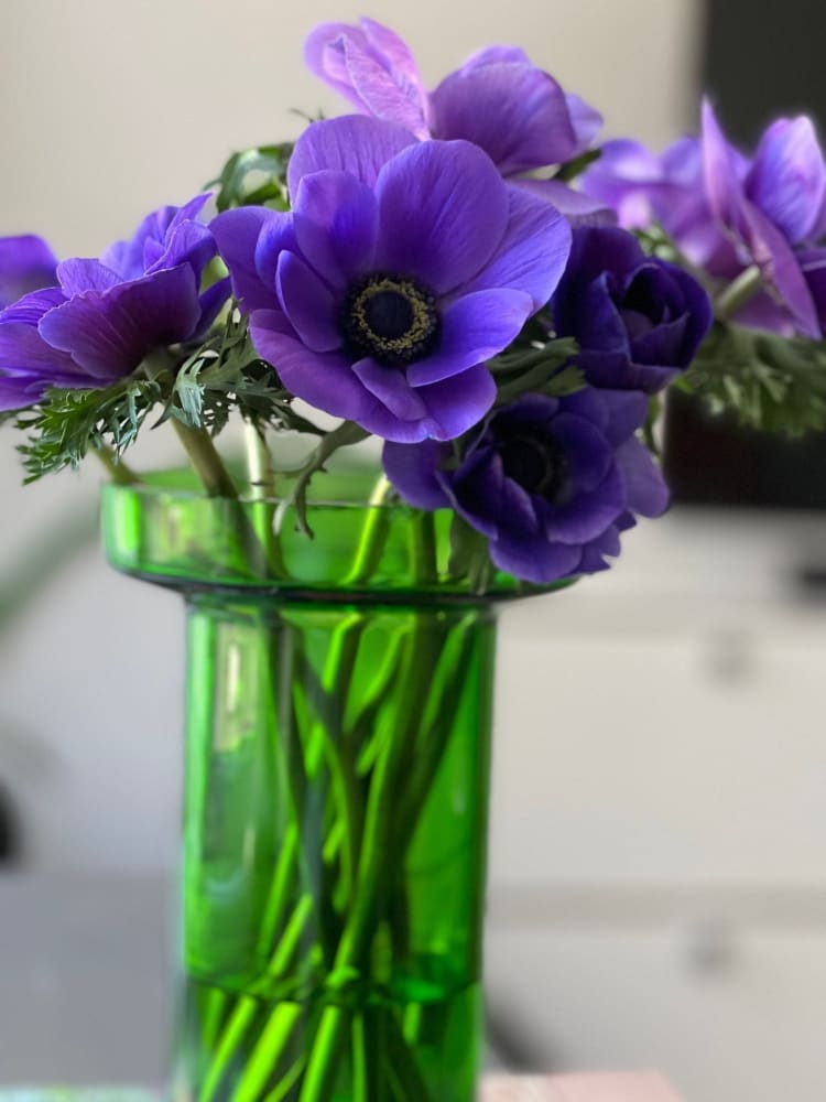 Anemone Mistral Plus® BLU - therapyofflowers.comCorms