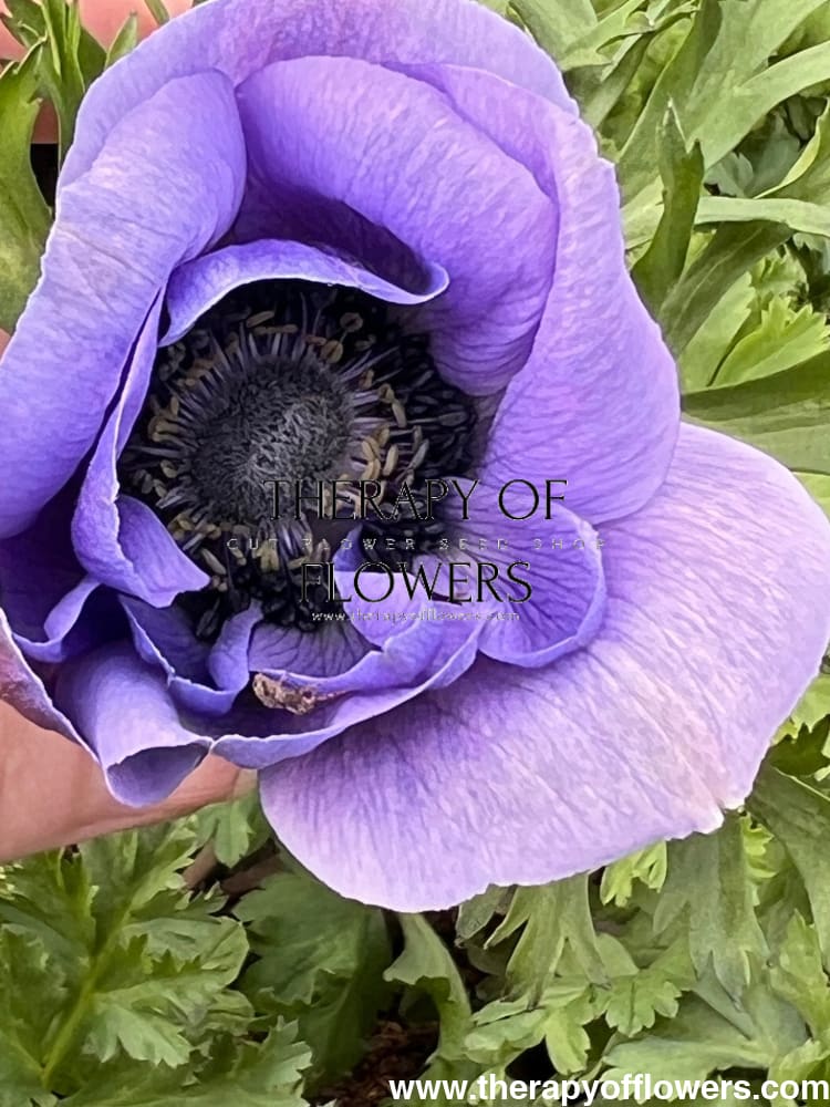 Anemone Mistral Plus® BLU - therapyofflowers.comCorms