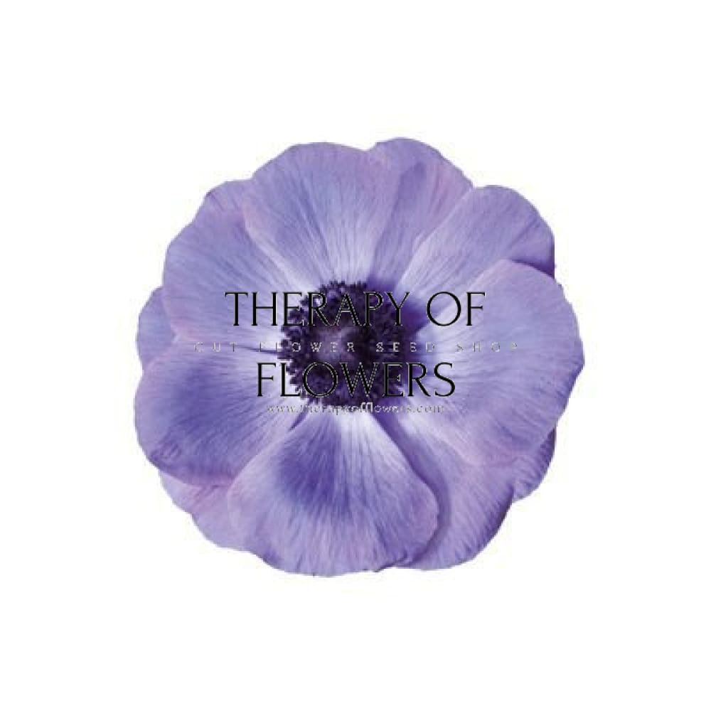 Anemone Mistral Plus® BLU - therapyofflowers.comCorms