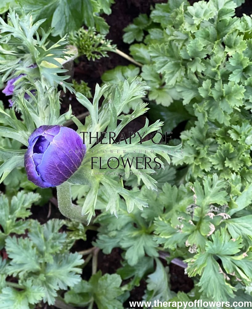 Anemone Mistral Plus® BLU - therapyofflowers.comCorms