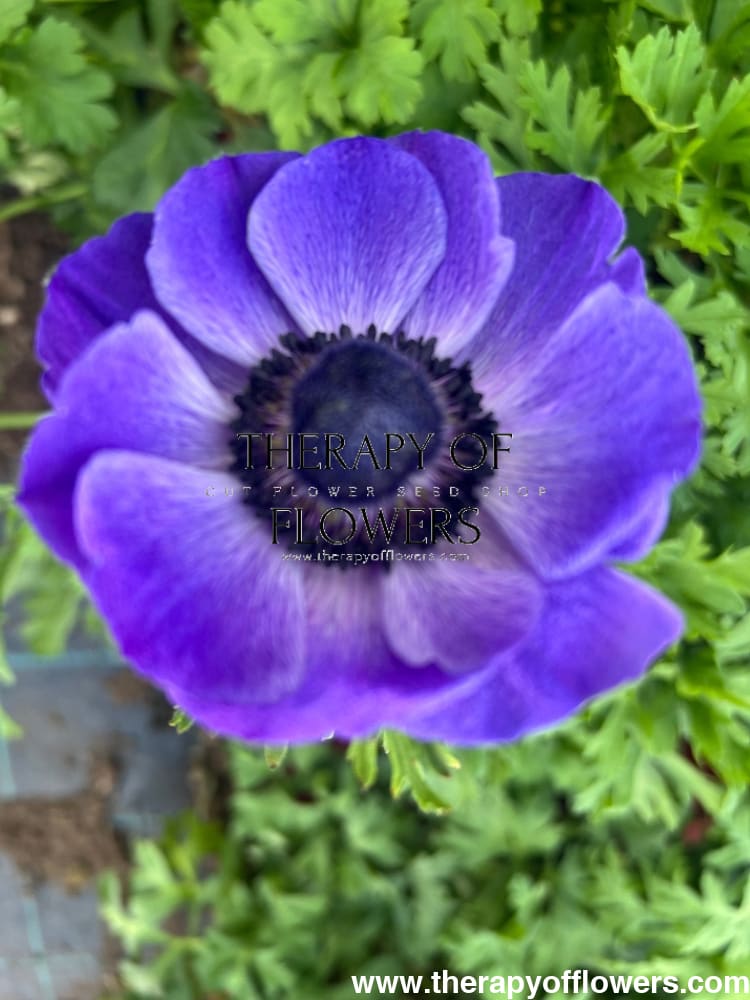 Anemone Mistral Plus® BLU - therapyofflowers.comCorms