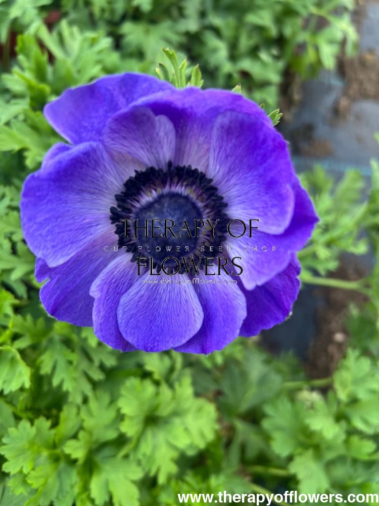 Anemone Mistral Plus® BLU - therapyofflowers.comCorms