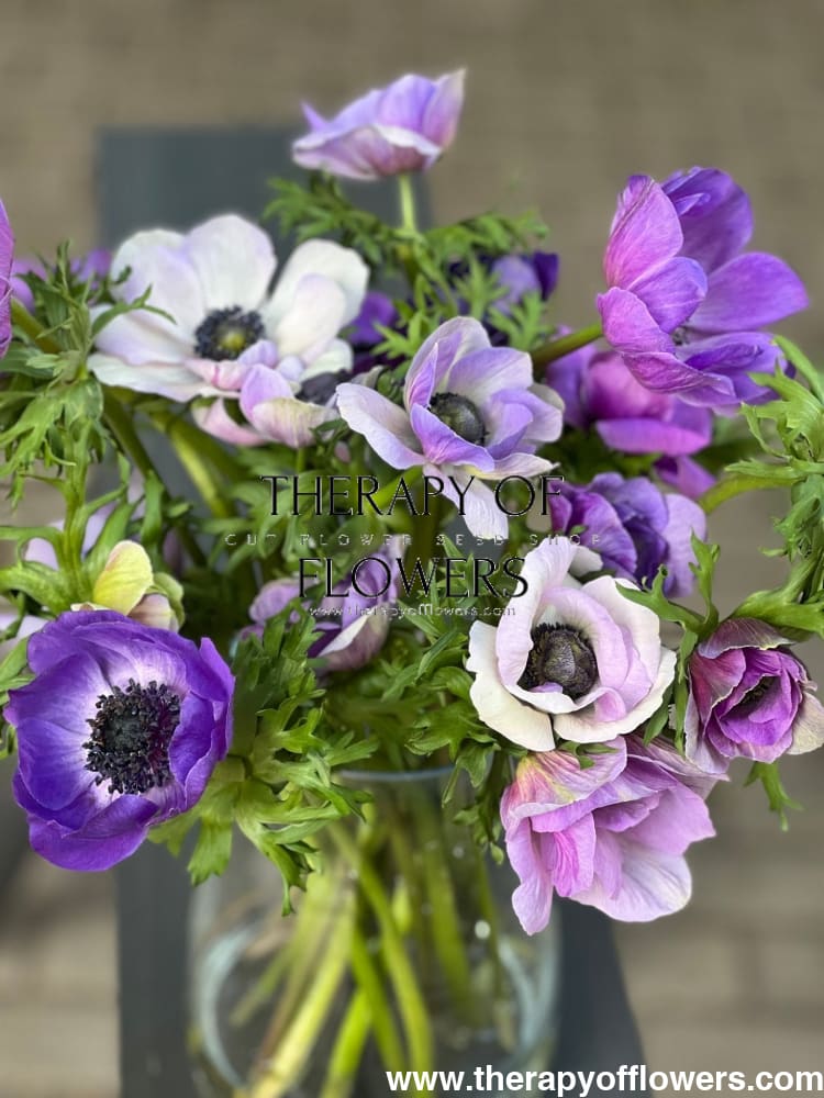 Anemone Mistral Plus® BLU - therapyofflowers.comCorms