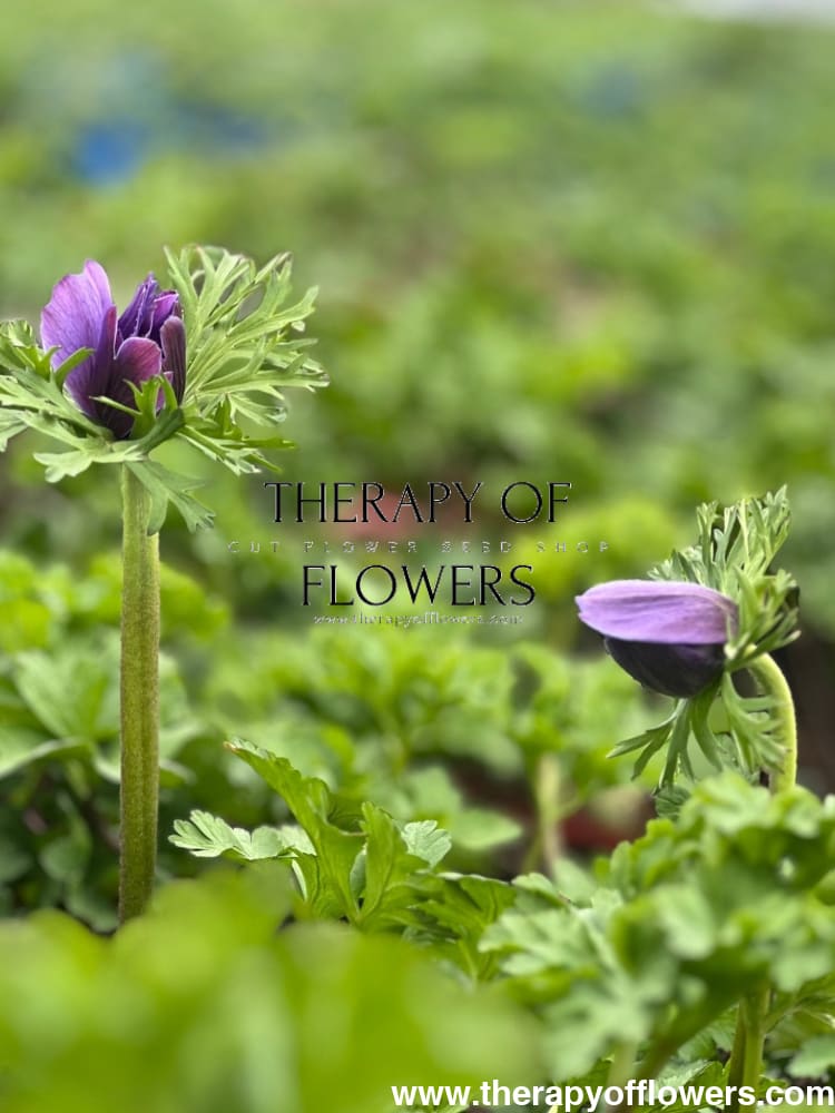 Anemone Mistral Plus® BLU - therapyofflowers.comCorms