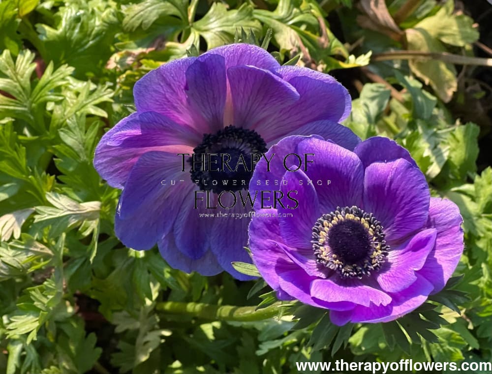 Anemone Mistral Plus® BLU - therapyofflowers.comCorms