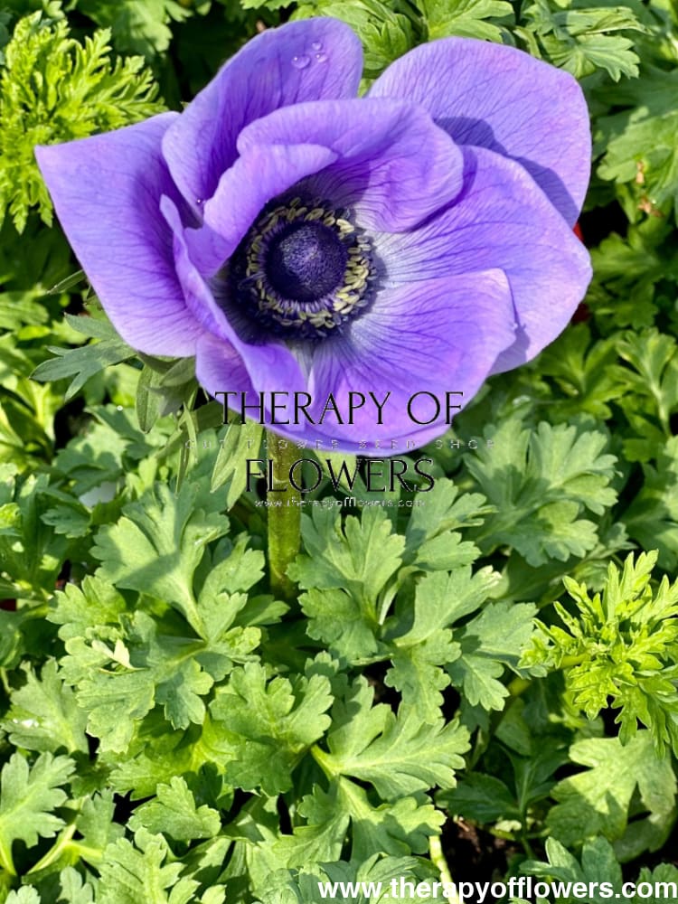 Anemone Mistral Plus® BLU - therapyofflowers.comCorms