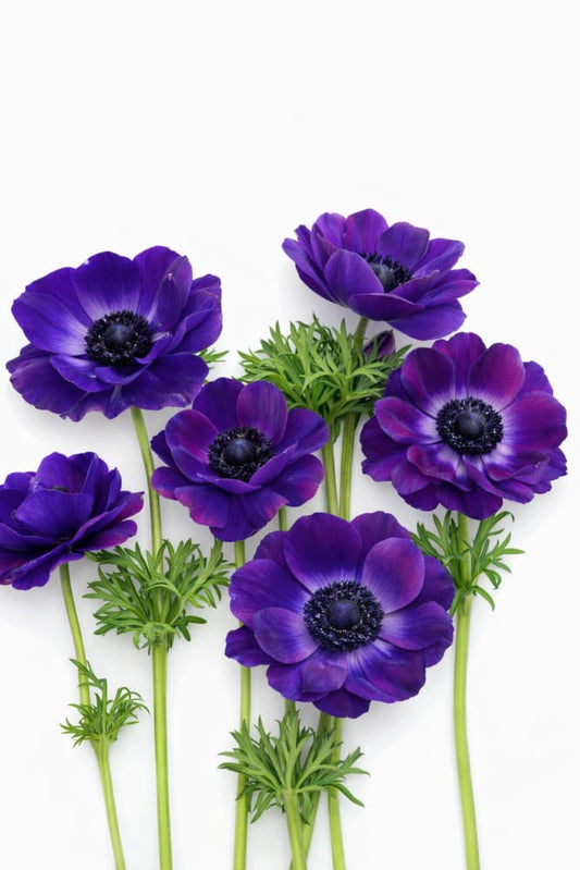 Anemone Mistral Plus® GRAPE | Italian Anemone | Corm size: 4/5 therapyofflowers.com