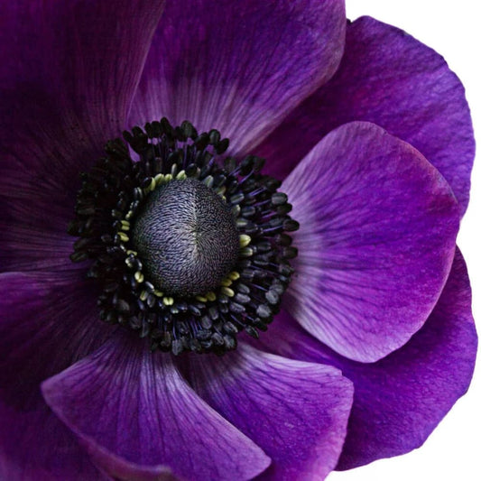 Anemone Mistral Plus® GRAPE - therapyofflowers.comflowers