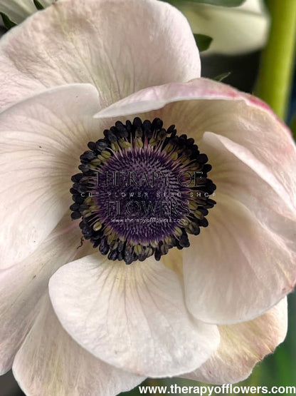 Anemone Mistral Plus® PANDA - therapyofflowers.comCorms