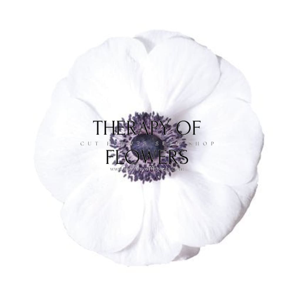 Anemone Mistral Plus® PANDA - therapyofflowers.comCorms