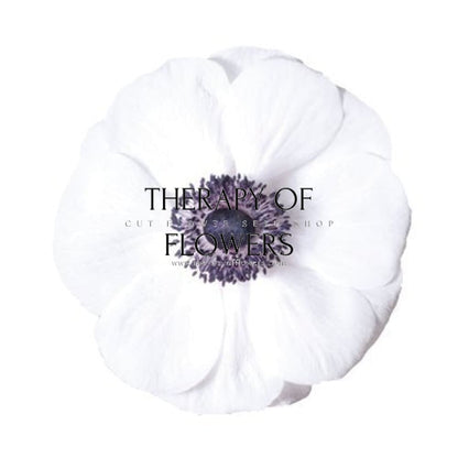 Anemone Mistral Plus® PANDA - therapyofflowers.comCorms