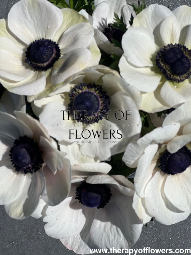 Anemone Mistral Plus® Panda | Black & White Italian Anemone for