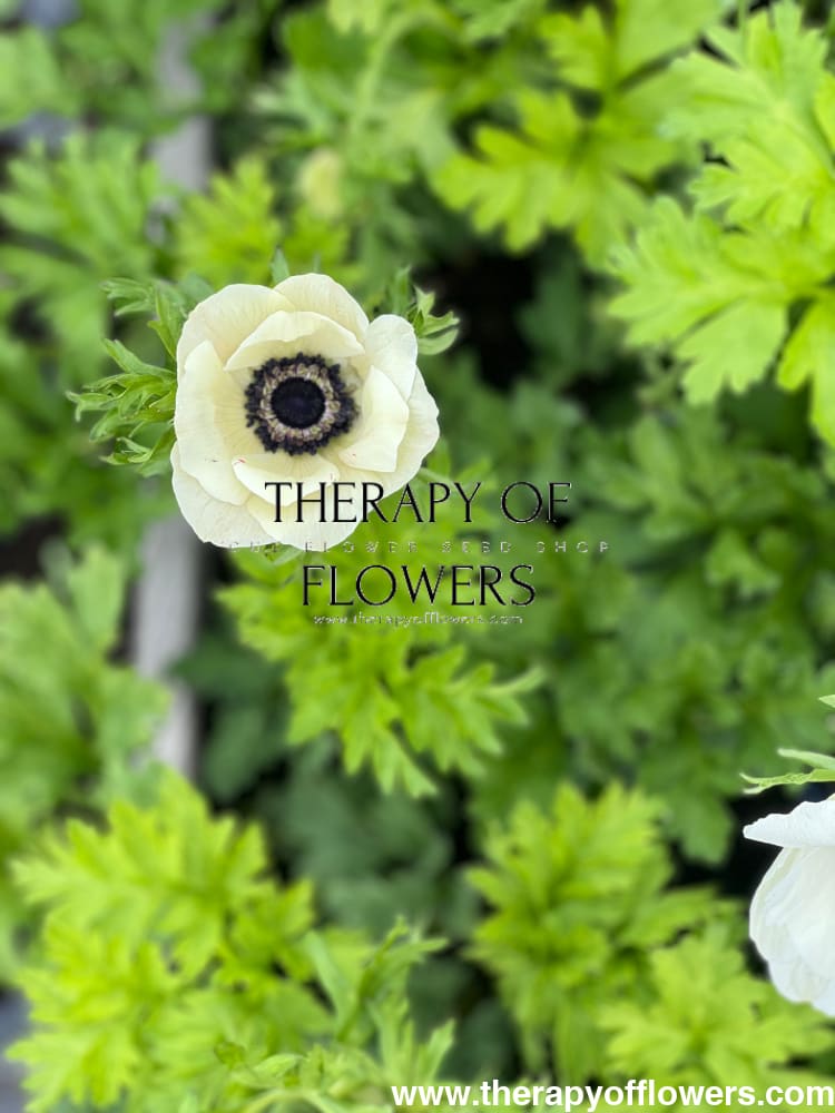 Anemone Mistral Plus® PANDA | Italian Anemone | Corm size: 4/5 therapyofflowers.com