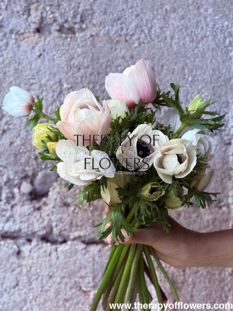 Anemone Mistral Plus® PANDA | Italian Anemone | Corm size: 4/5 therapyofflowers.com