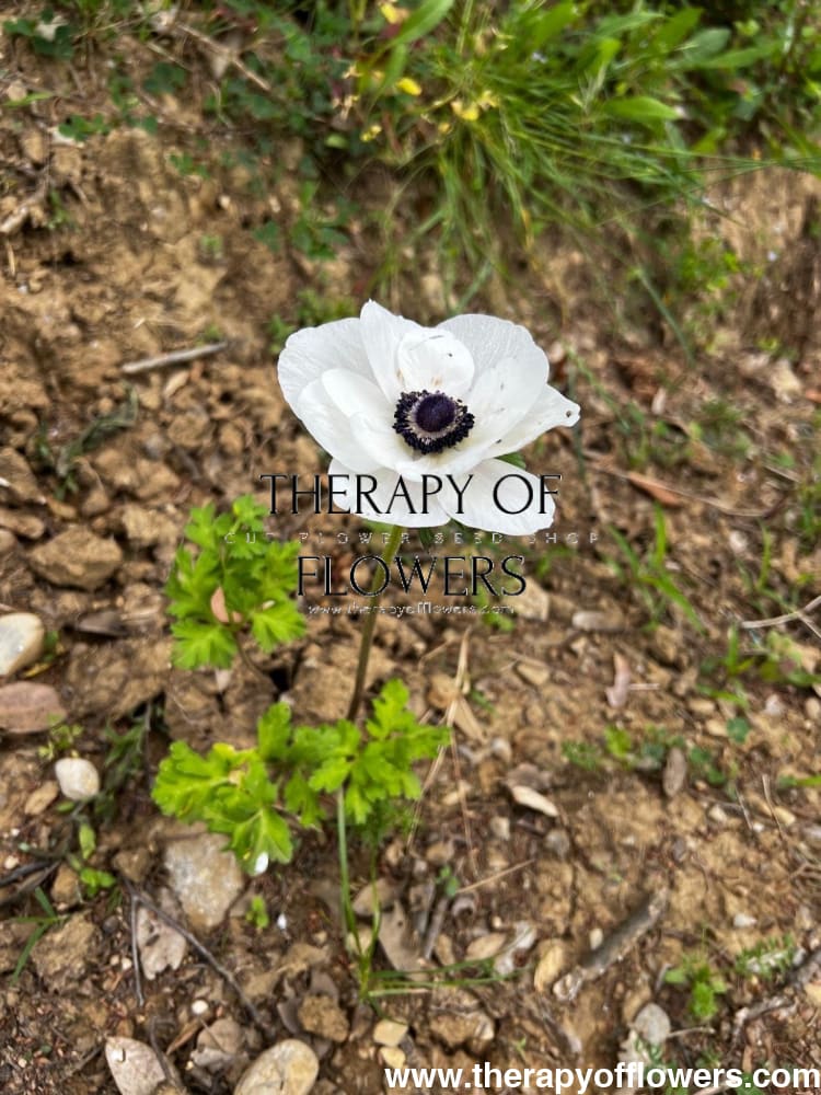 Anemone Mistral Plus® PANDA - therapyofflowers.comCorms