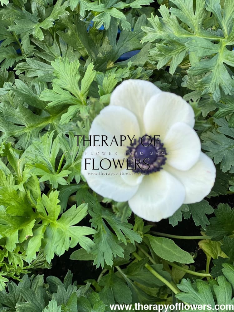 Anemone Mistral Plus® PANDA - therapyofflowers.comCorms
