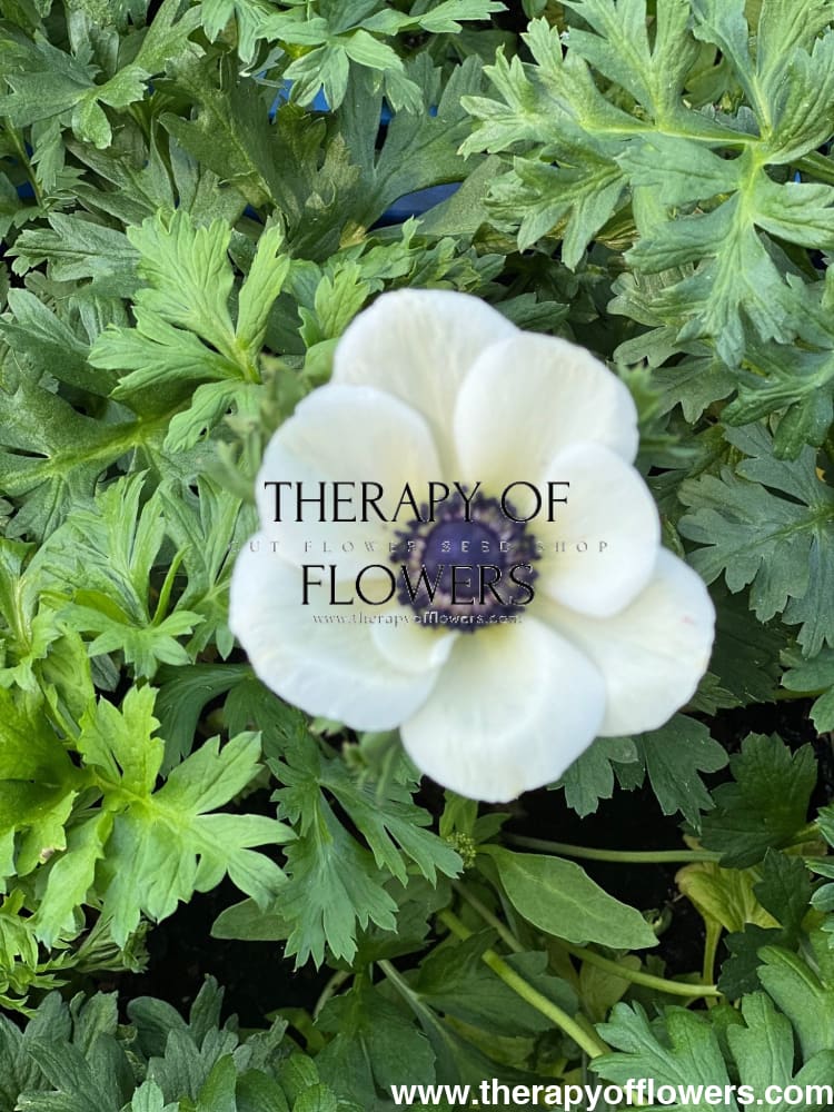 Anemone Mistral Plus® PANDA - therapyofflowers.comCorms