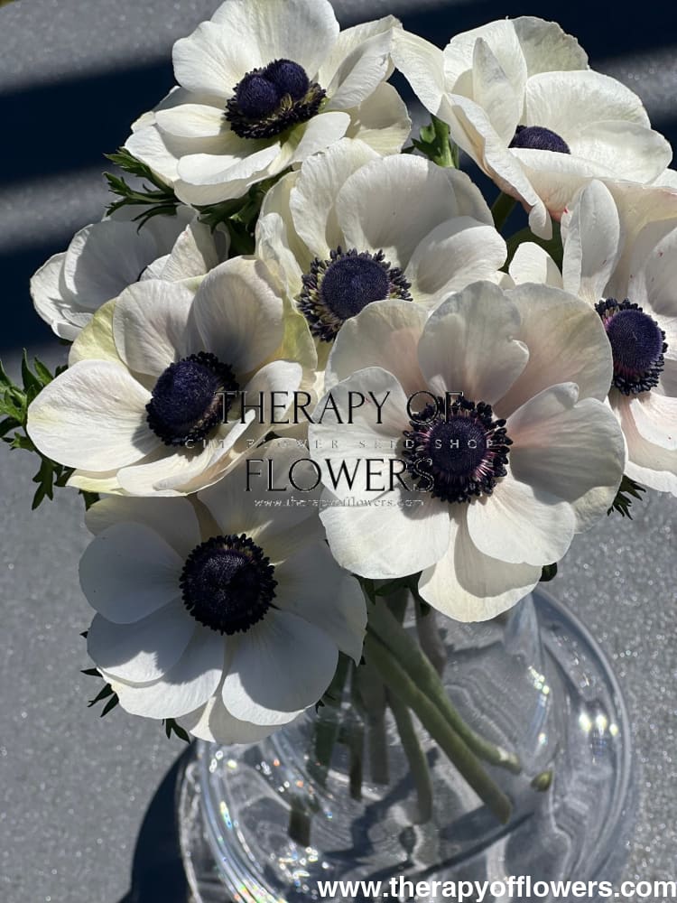 Anemone Mistral Plus® PANDA - therapyofflowers.comCorms