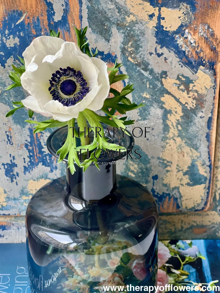 Anemone Mistral Plus® PANDA | Italian Anemone | Corm size: 4/5 therapyofflowers.com