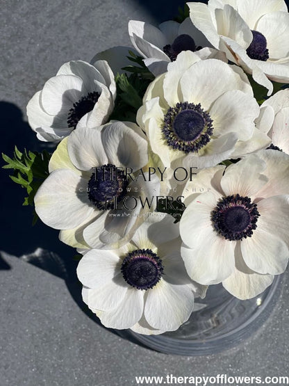 Anemone Mistral Plus® PANDA - therapyofflowers.comCorms