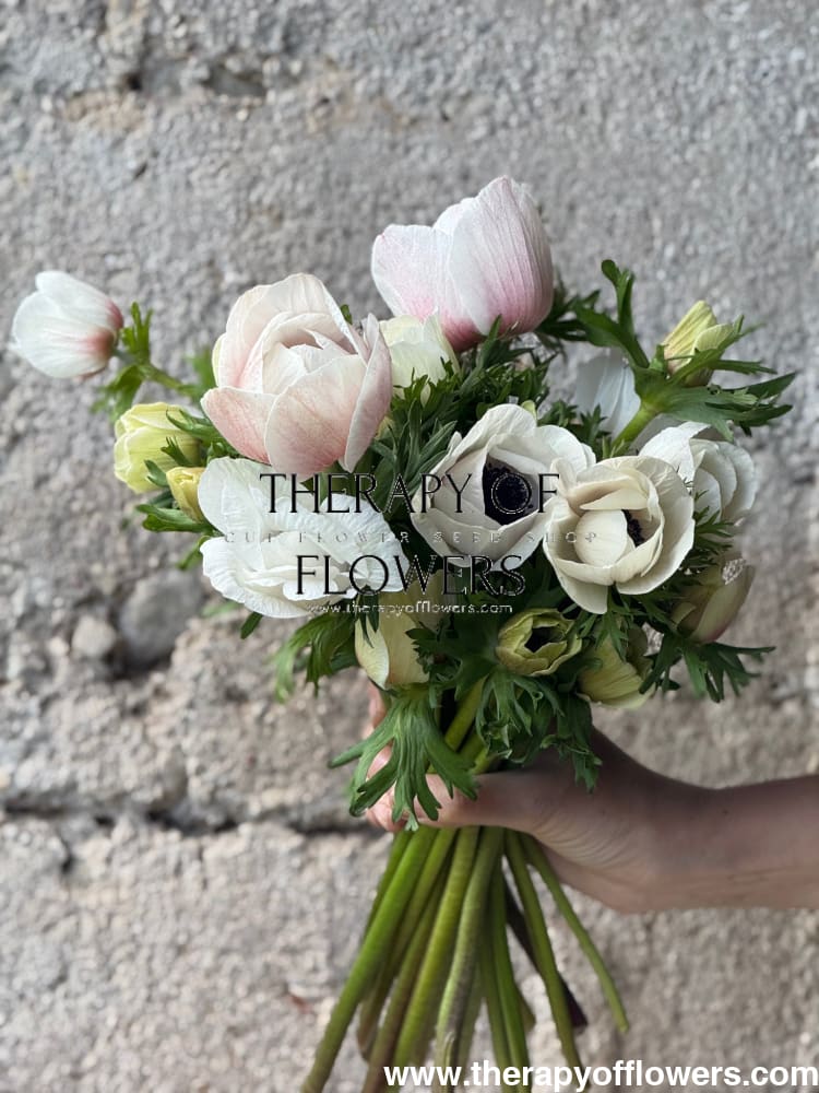 Anemone Mistral Plus® PANDA | Italian Anemone | Corm size: 4/5 therapyofflowers.com