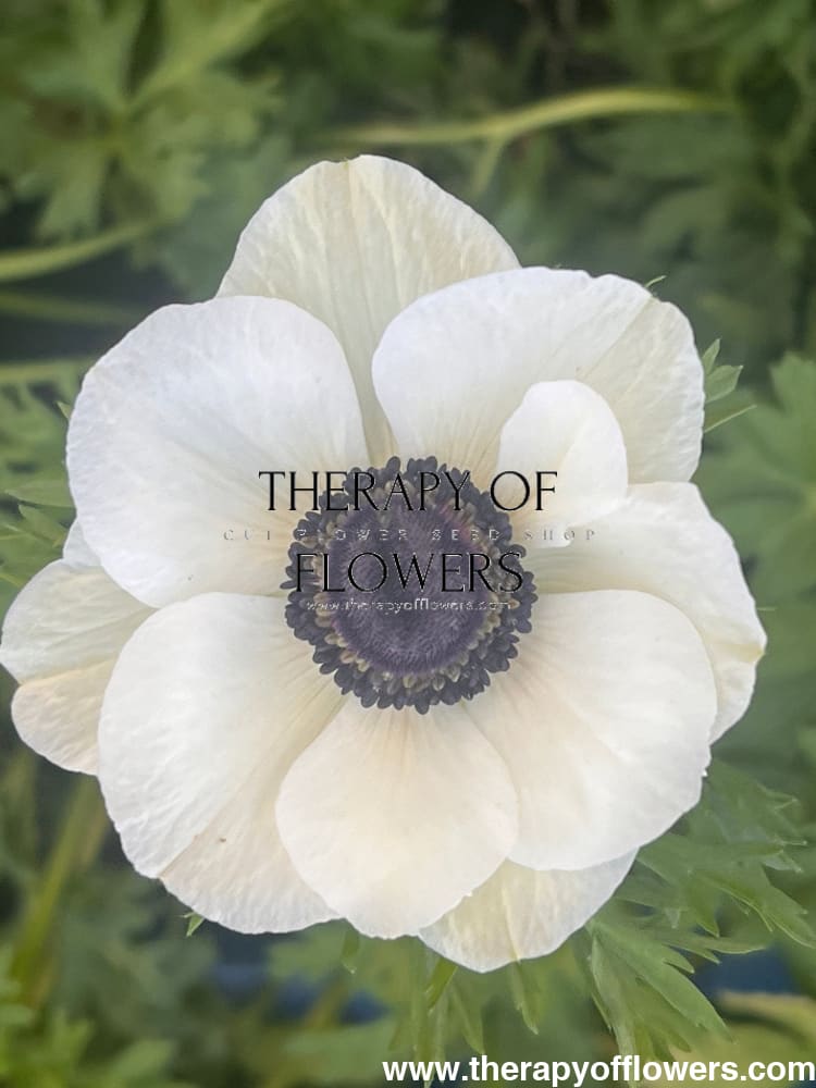 Anemone Mistral Plus® Panda | Black & White Italian Anemone for
