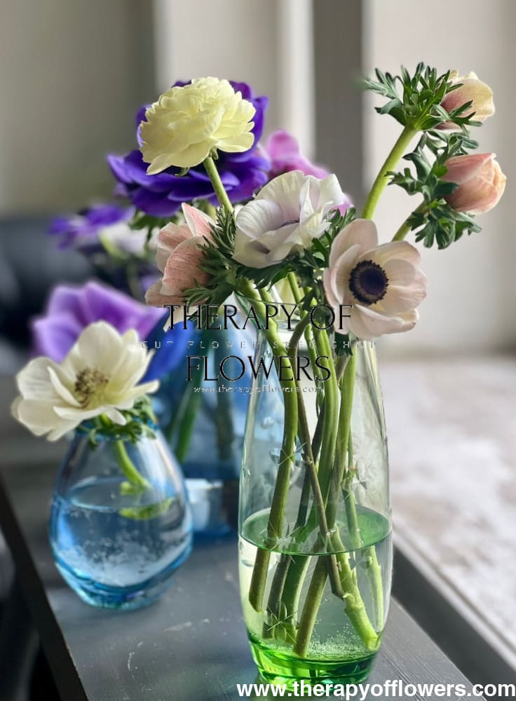 Anemone Mistral Plus® PANDA - therapyofflowers.comCorms