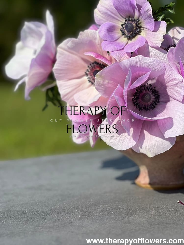 Anemone Mistral Plus® RARITY - therapyofflowers.comCorms
