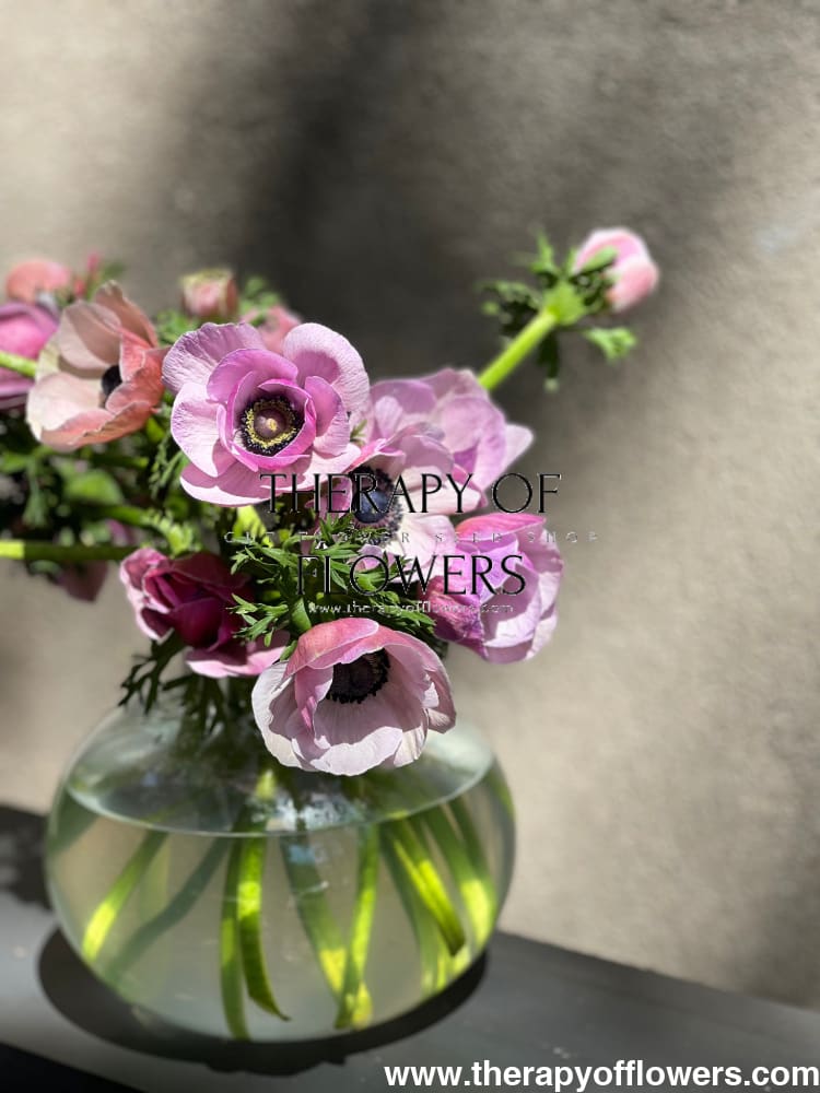 Anemone Mistral Plus® RARITY - therapyofflowers.comflowers