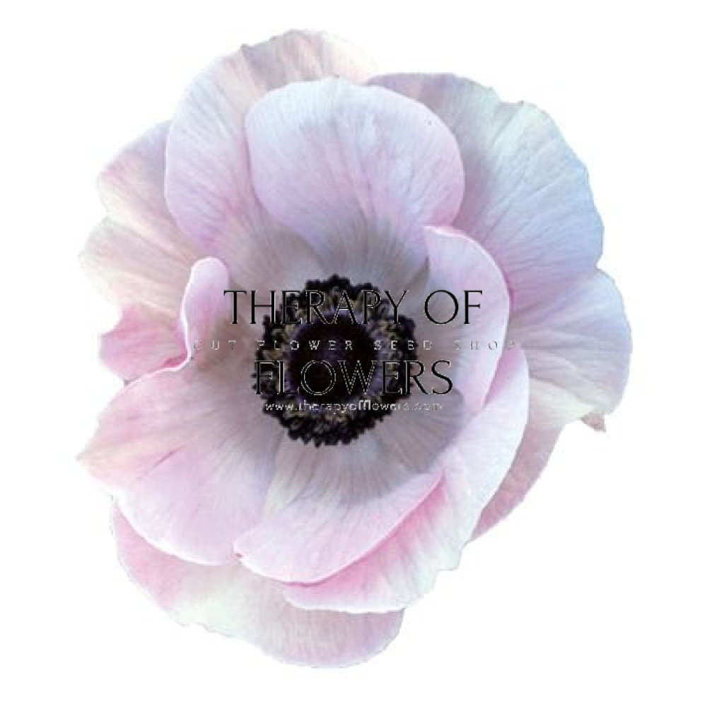 Anemone Mistral Plus® RARITY - therapyofflowers.comflowers