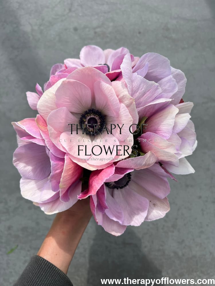 Anemone Mistral Plus® RARITY - therapyofflowers.comCorms