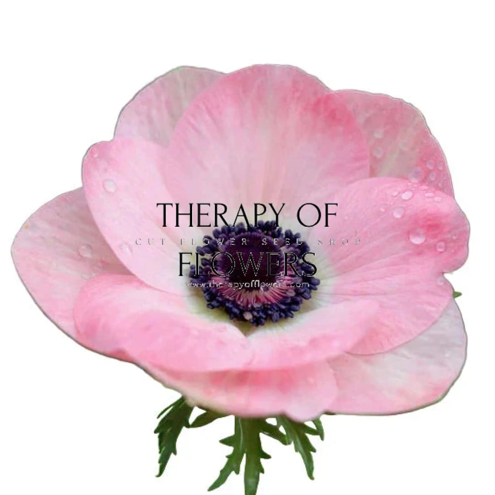 Anemone Mistral® ROSA CHIARO | Italian Anemone | Corm size: 2/3 therapyofflowers.com