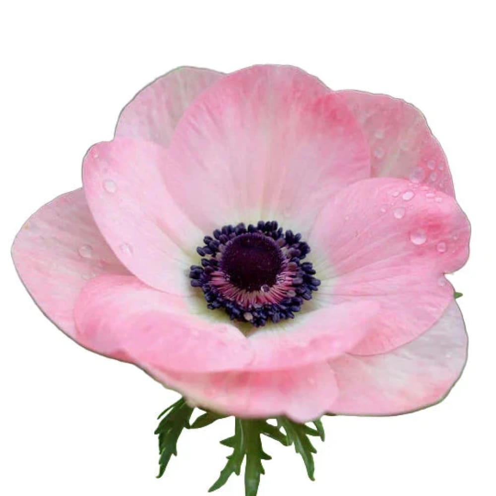 Anemone Mistral® ROSA CHIARO | Italian Anemone | Corm size: 2/3 therapyofflowers.com