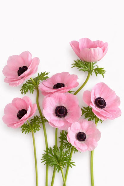 Anemone Mistral® ROSA CHIARO | Italian Anemone | Corm size: 2/3 therapyofflowers.com