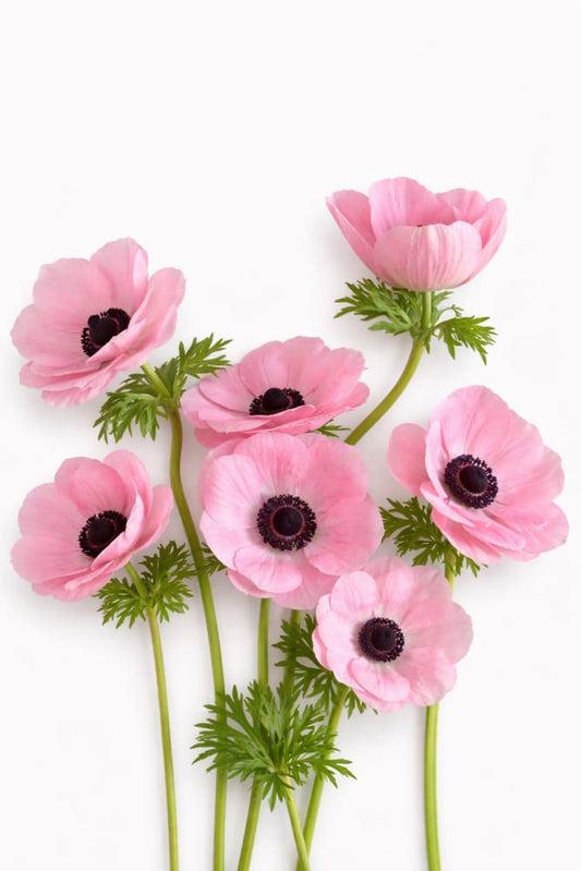 Anemone Mistral® ROSA CHIARO | Italian Anemone | Corm size: 2/3 therapyofflowers.com