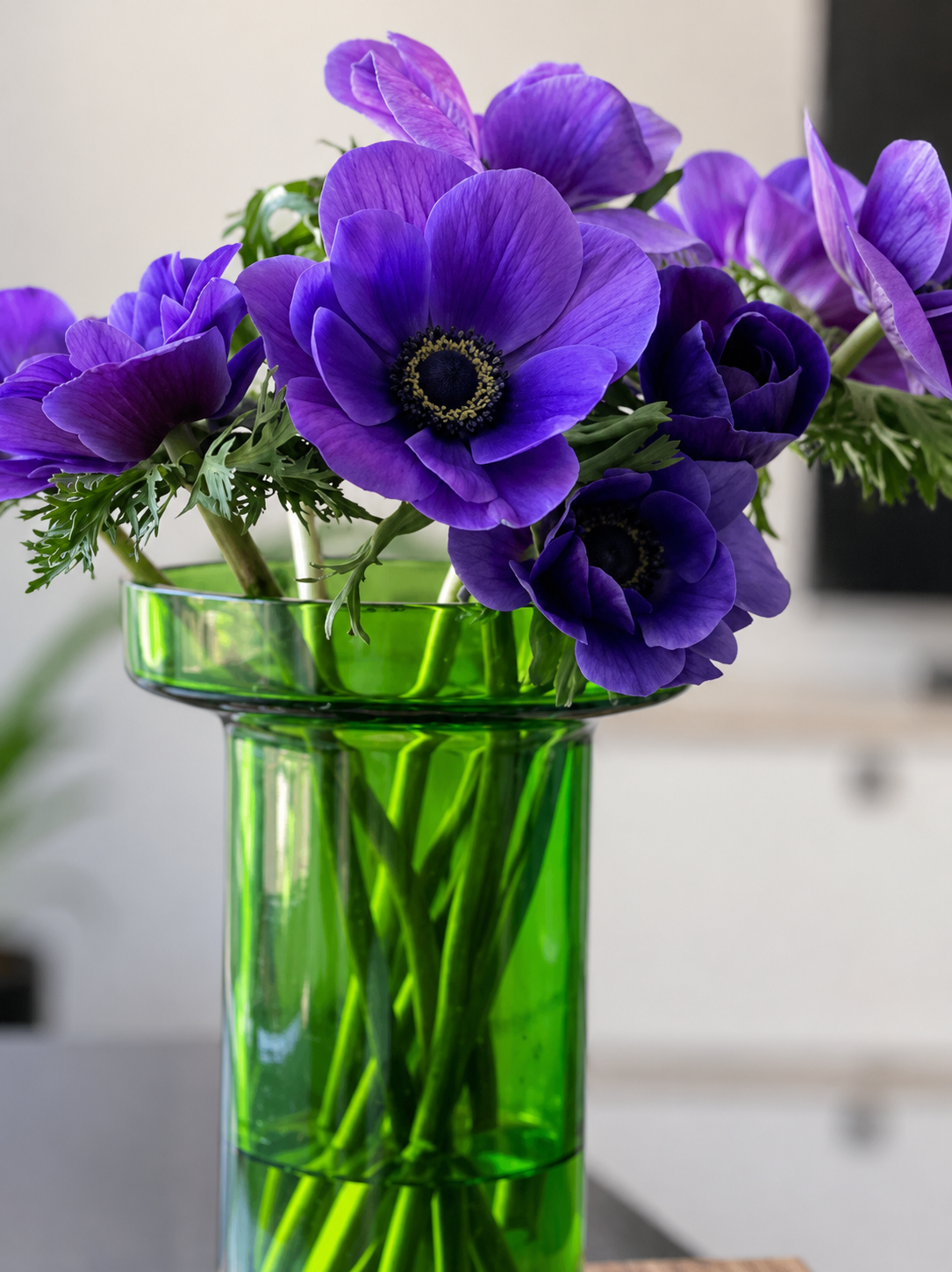 Anemone Mistral Plus® BLU | Italian Anemone | Corm size: 4/5 therapyofflowers.com