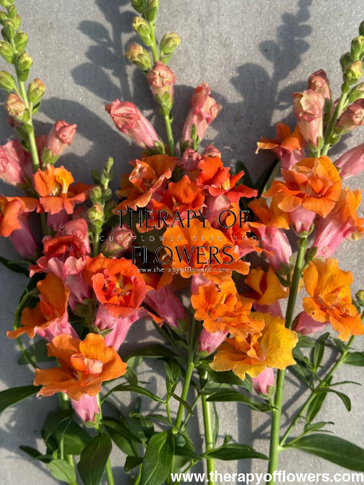 Snapdragon Twinny Double Bronze Shades F1 therapyofflowers.com