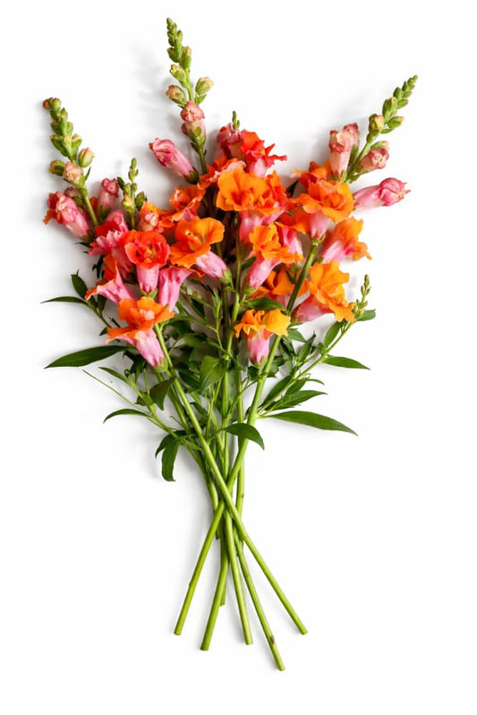 Antirrhinum majus Twinny™ Double Bronze Shades F1 | Short Snapdragon therapyofflowers.com