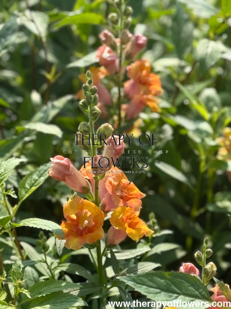 Antirrhinum majus Twinny™ Double Bronze Shades F1 | Short Snapdragon therapyofflowers.com