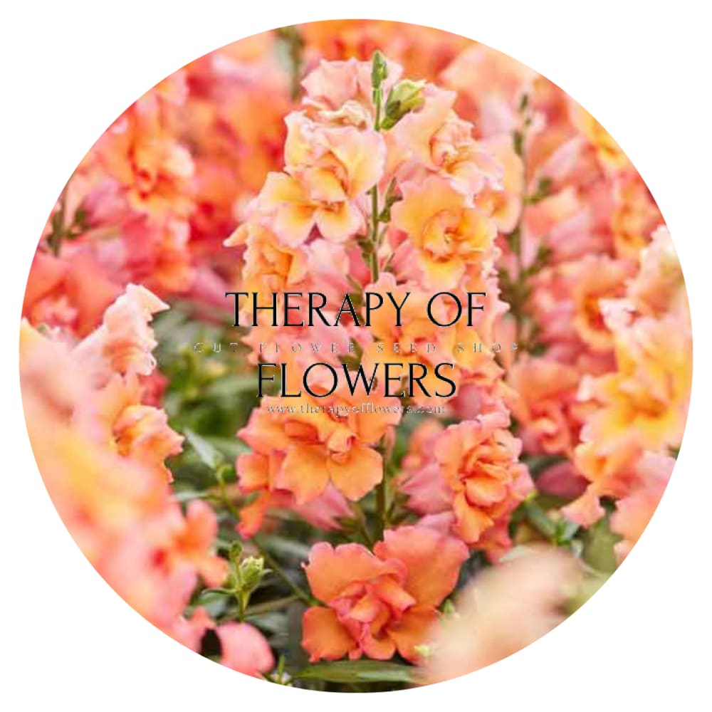 Snapdragon Twinny Double Bronze Shades F1 therapyofflowers.com