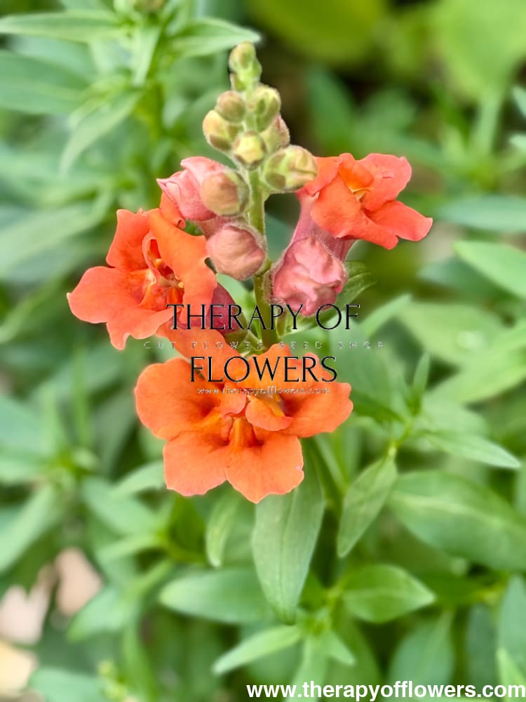 Snapdragon Twinny Double Bronze Shades F1 therapyofflowers.com