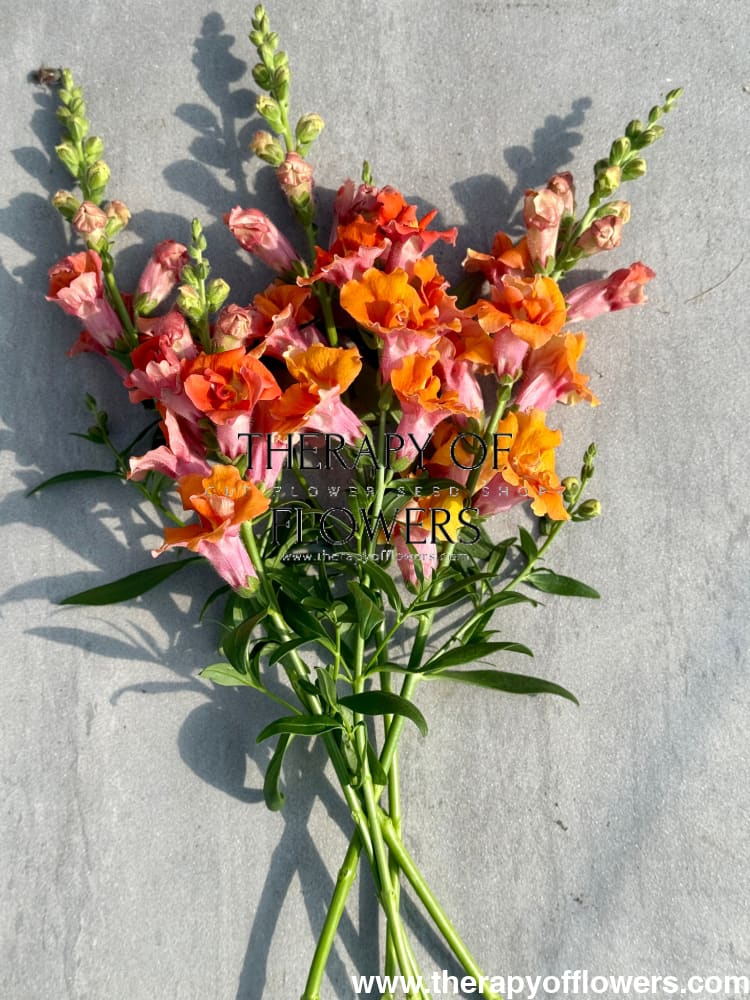 Snapdragon Twinny Double Bronze Shades F1 therapyofflowers.com