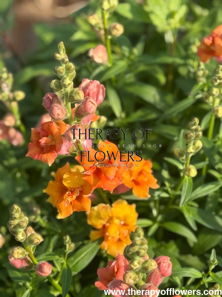 Antirrhinum majus Twinny™ Double Bronze Shades F1 | Short Snapdragon therapyofflowers.com