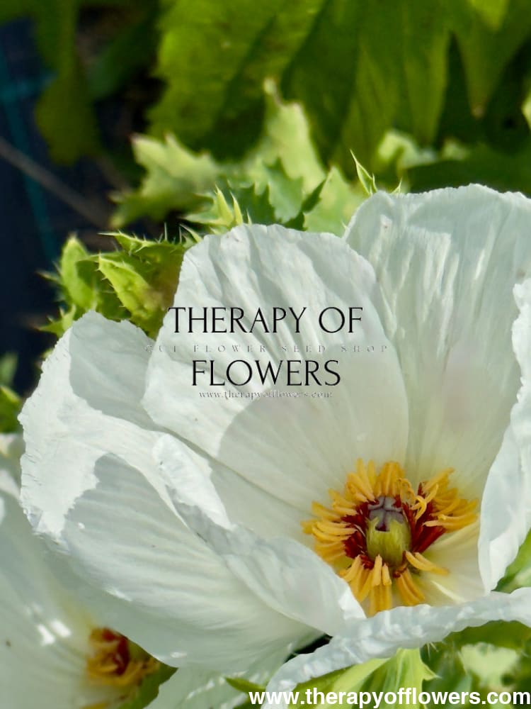 white flower with prickly seed pod Argemone platyceras | Prickly Poppy