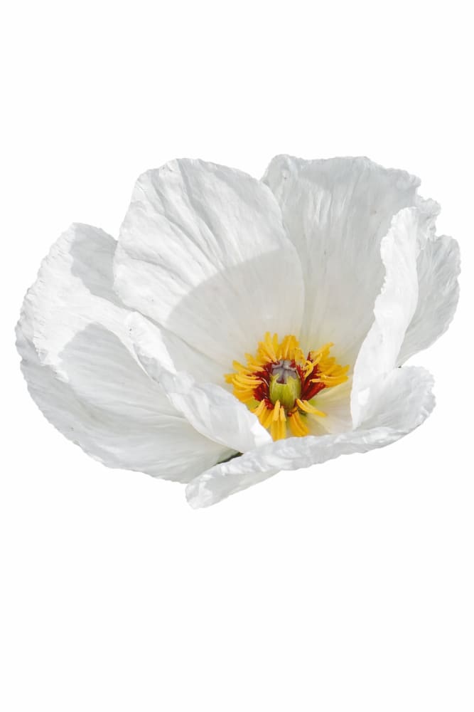 Argemone platyceras | Prickly Poppy | Chicalote - White / 1 gram / 40 cm - Seeds