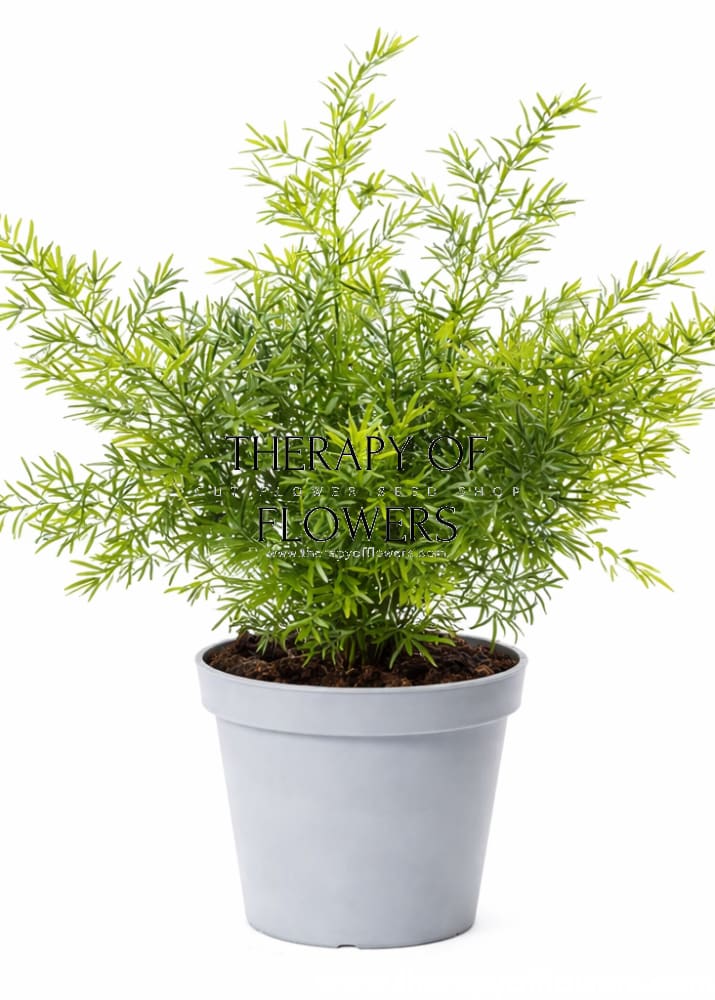 Asparagus densiflorus Cwebe | Emerald Fern | Cut foliage | Houseplant therapyofflowers.com