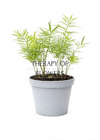 Asparagus densiflorus Cwebe | Emerald Fern | Cut foliage | Houseplant therapyofflowers.com