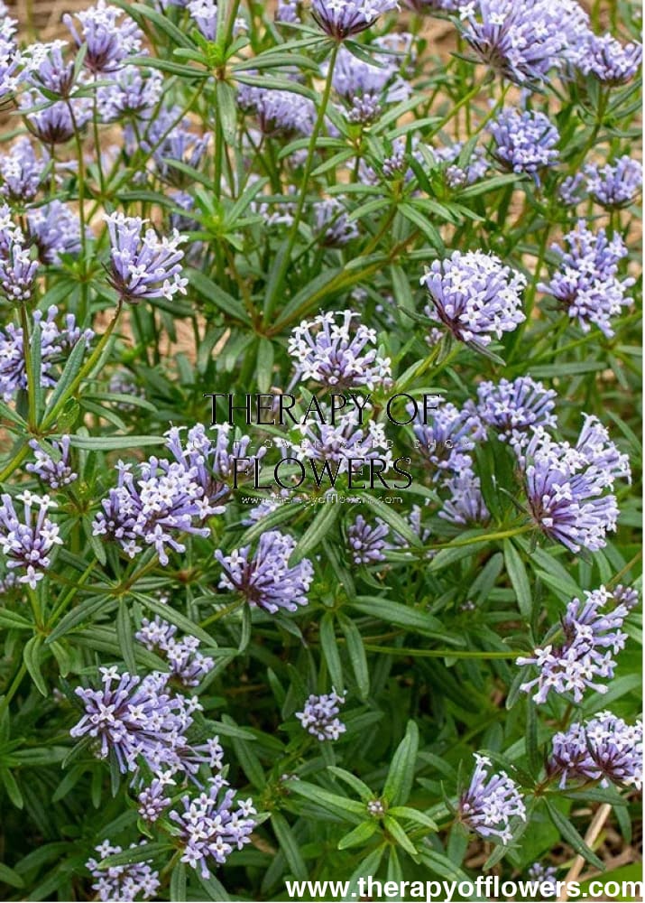 Asperula azurea | Blue woodruff therapyofflowers.com