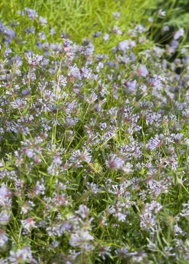 Asperula azurea | Blue woodruff therapyofflowers.com