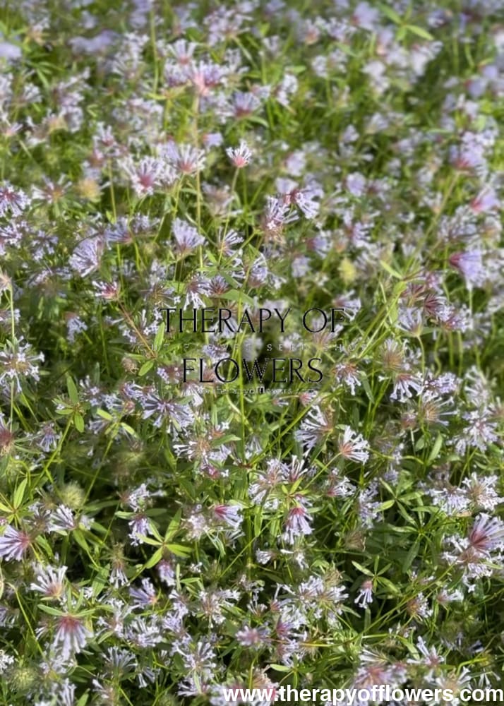 Asperula azurea | Blue woodruff therapyofflowers.com